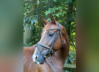 Hannover, Castrone, 5 Anni, 163 cm, Sauro scuro