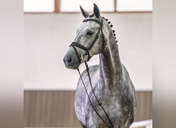 Hannover, Castrone, 5 Anni, 164 cm, Grigio