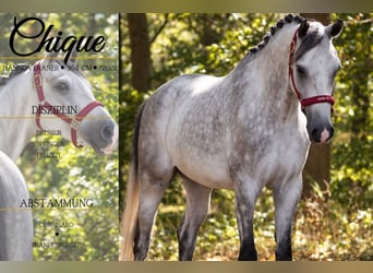 Hannover, Castrone, 5 Anni, 164 cm, Grigio ferro