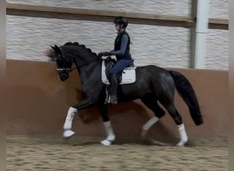 Hannover, Castrone, 5 Anni, 164 cm, Morello