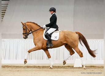 Hannover, Castrone, 5 Anni, 164 cm, Sauro