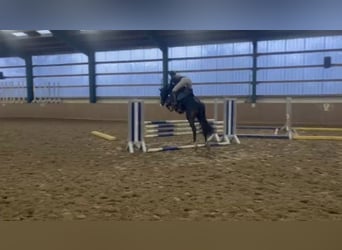 Hannover, Castrone, 5 Anni, 165 cm, Baio scuro