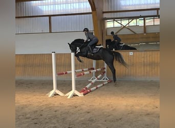 Hannover, Castrone, 5 Anni, 165 cm, Grigio