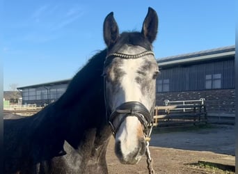 Hannover, Castrone, 5 Anni, 165 cm, Grigio pezzato