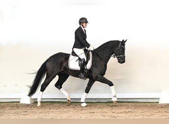 Hannover, Castrone, 5 Anni, 165 cm, Morello