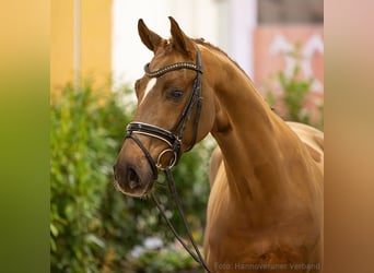 Hannover, Castrone, 5 Anni, 165 cm, Sauro