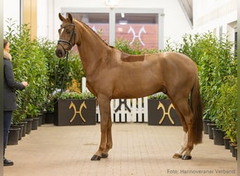 Hannover, Castrone, 5 Anni, 165 cm, Sauro