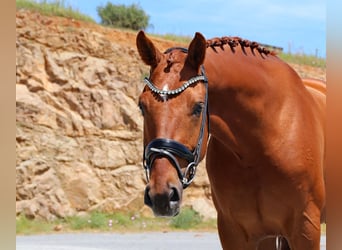 Hannover, Castrone, 5 Anni, 165 cm, Sauro