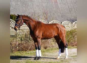 Hannover, Castrone, 5 Anni, 166 cm, Baio scuro
