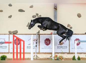 Hannover, Castrone, 5 Anni, 166 cm, Baio scuro