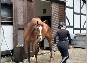 Hannover, Castrone, 5 Anni, 166 cm, Sauro