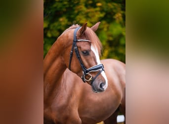 Hannover, Castrone, 5 Anni, 166 cm, Sauro