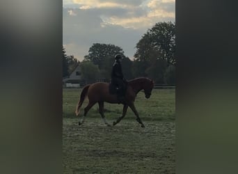Hannover, Castrone, 5 Anni, 166 cm, Sauro