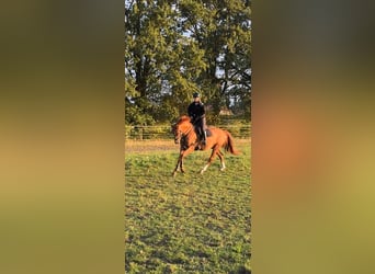Hannover, Castrone, 5 Anni, 166 cm, Sauro