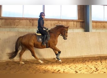 Hannover, Castrone, 5 Anni, 166 cm, Sauro scuro