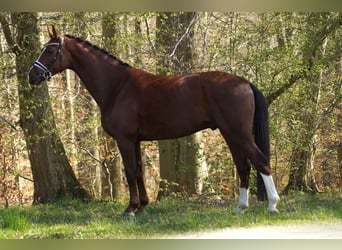 Hannover, Castrone, 5 Anni, 166 cm, Sauro scuro