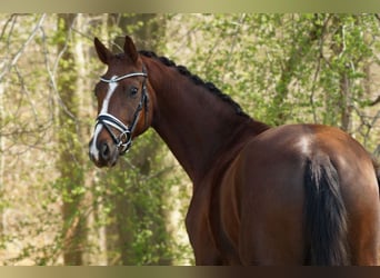 Hannover, Castrone, 5 Anni, 166 cm, Sauro scuro