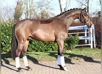 Hannover, Castrone, 5 Anni, 167 cm, Baio