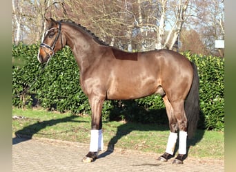 Hannover, Castrone, 5 Anni, 167 cm, Baio