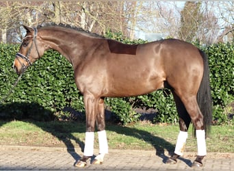 Hannover, Castrone, 5 Anni, 167 cm, Baio