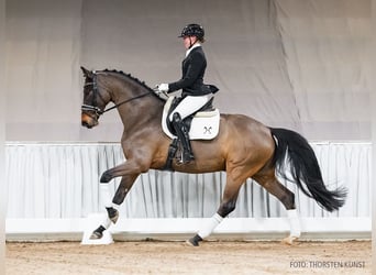 Hannover, Castrone, 5 Anni, 167 cm, Baio