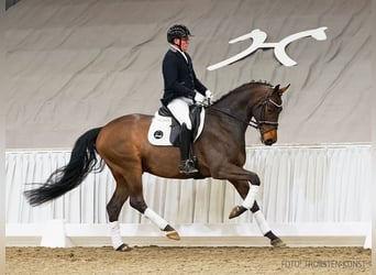 Hannover, Castrone, 5 Anni, 167 cm, Baio