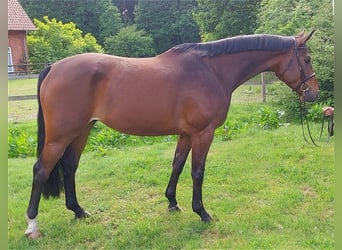 Hannover, Castrone, 5 Anni, 167 cm, Baio