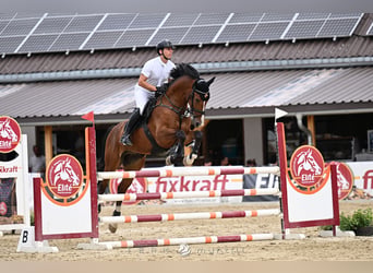 Hannover, Castrone, 5 Anni, 167 cm, Baio