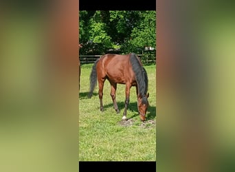 Hannover, Castrone, 5 Anni, 167 cm, Baio