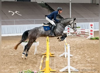 Hannover, Castrone, 5 Anni, 167 cm, Baio nero