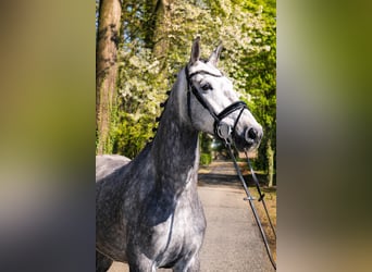 Hannover, Castrone, 5 Anni, 167 cm, Grigio