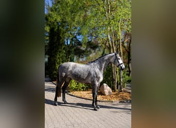 Hannover, Castrone, 5 Anni, 167 cm, Grigio