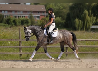 Hannover, Castrone, 5 Anni, 167 cm, Grigio