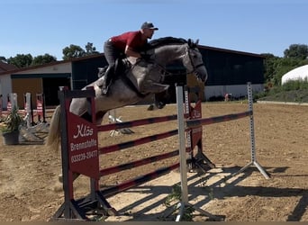 Hannover, Castrone, 5 Anni, 167 cm, Grigio