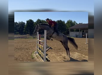 Hannover, Castrone, 5 Anni, 167 cm, Grigio