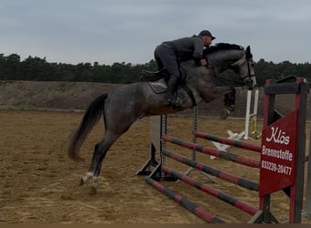 Hannover, Castrone, 5 Anni, 167 cm, Grigio