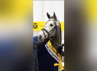 Hannover, Castrone, 5 Anni, 167 cm, Grigio
