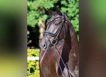 Hannover, Castrone, 5 Anni, 167 cm, Morello