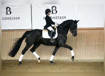 Hannover, Castrone, 5 Anni, 167 cm, Morello