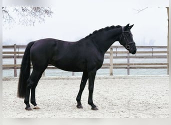 Hannover, Castrone, 5 Anni, 167 cm, Morello