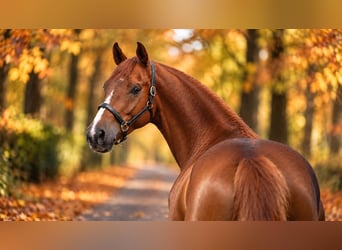 Hannover, Castrone, 5 Anni, 167 cm, Sauro