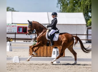 Hannover, Castrone, 5 Anni, 167 cm, Sauro