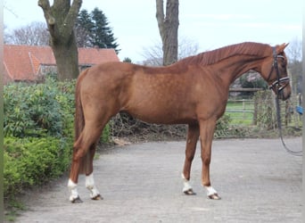 Hannover, Castrone, 5 Anni, 167 cm, Sauro scuro