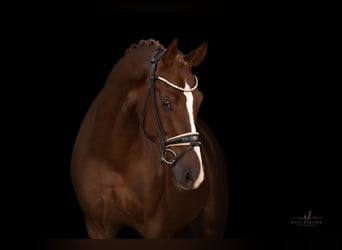 Hannover, Castrone, 5 Anni, 167 cm, Sauro scuro
