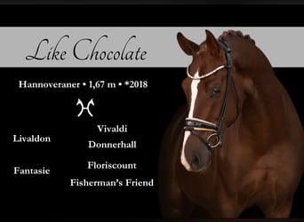 Hannover, Castrone, 5 Anni, 167 cm, Sauro scuro