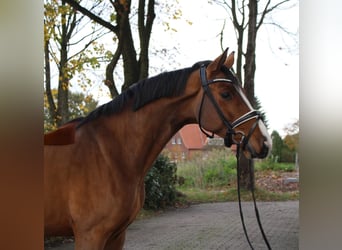 Hannover, Castrone, 5 Anni, 168 cm, Baio