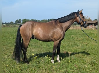 Hannover, Castrone, 5 Anni, 168 cm, Baio