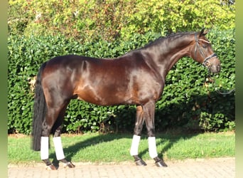 Hannover, Castrone, 5 Anni, 168 cm, Baio