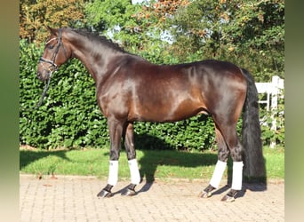 Hannover, Castrone, 5 Anni, 168 cm, Baio