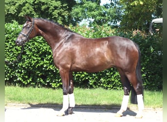 Hannover, Castrone, 5 Anni, 168 cm, Baio